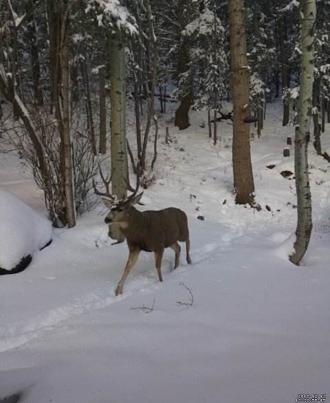 Buck Pic