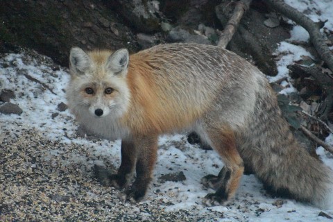 Red Fox