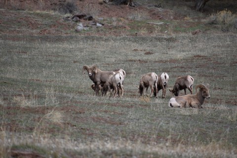 Big Horn in Field